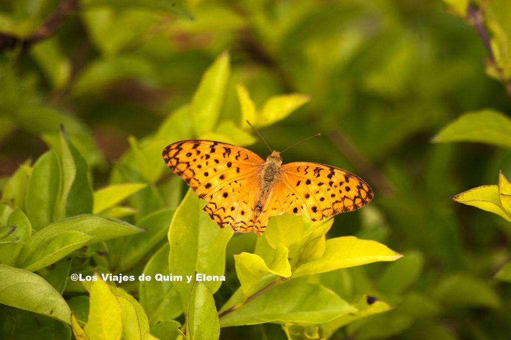 Mariposa en Cuc Phuong