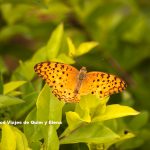 Mariposa en Cuc Phuong