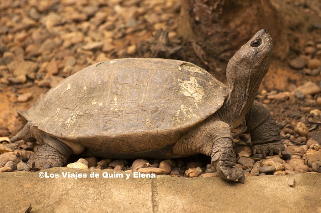 Tortuga en el centro de Cuc Phuong