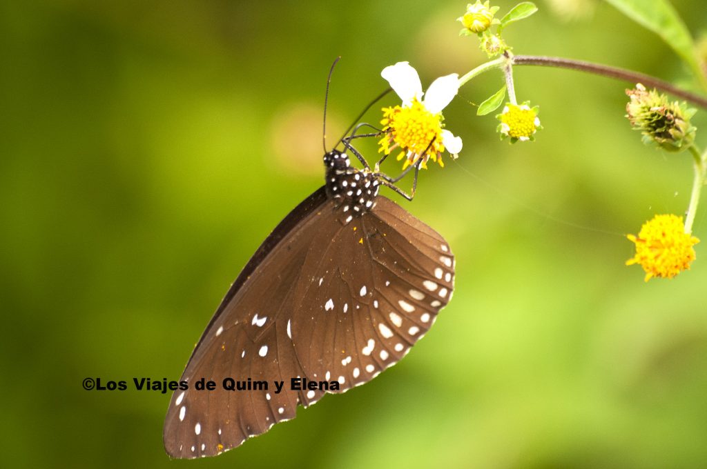 Mariposa libando en Cuc Phuong