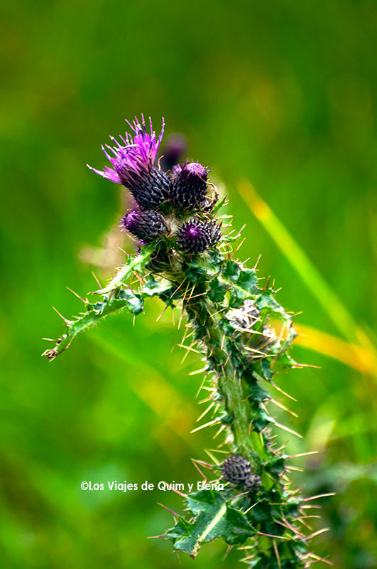 PLanta en Ullapool en que ver a Nessy
