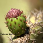A punto de salir la flor