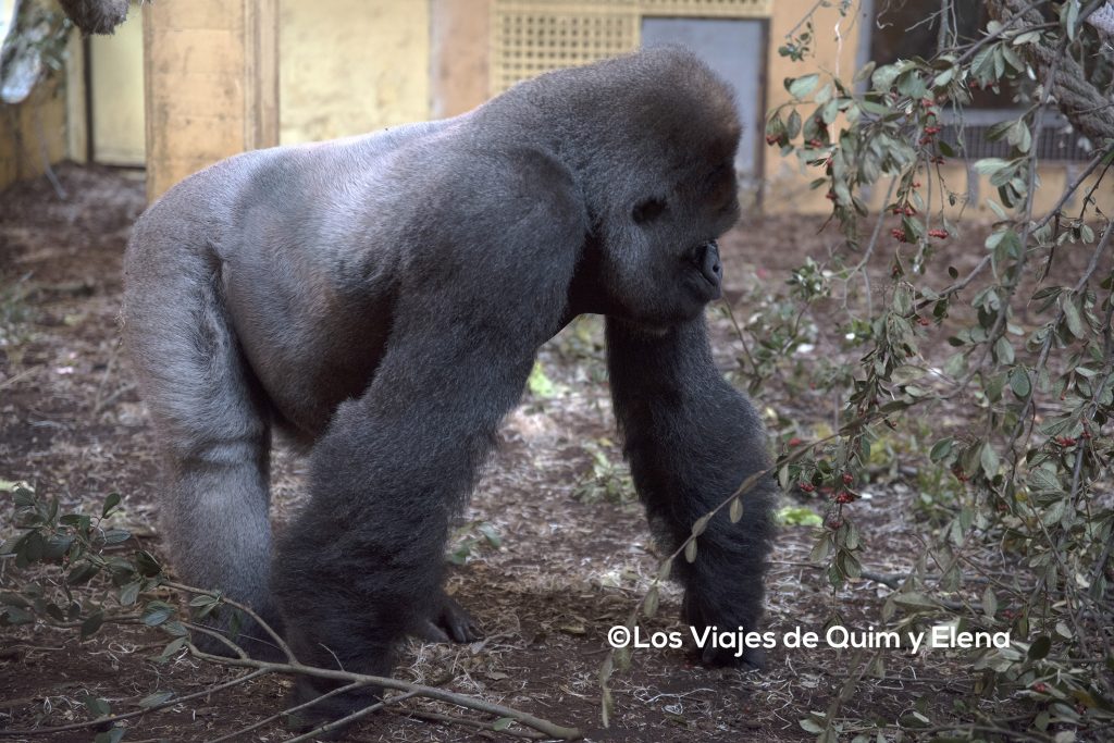 Un gorila en Cabárceno