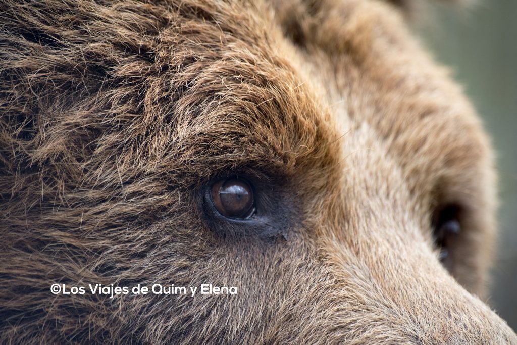 La mirada del oso en Cabárceno
