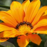 En primavera flores por doquier