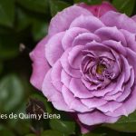 Ros en los Jardines de Cervantes