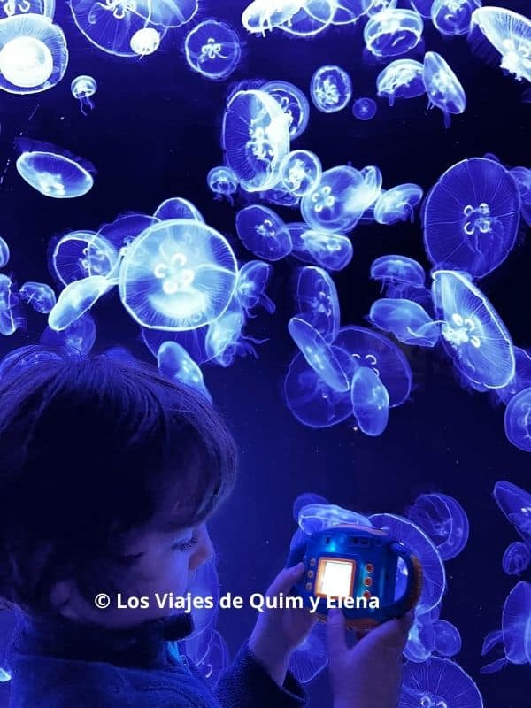 Álex junto a las medusas con su cámara