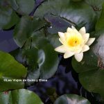Nenufar en los jardines de la UB