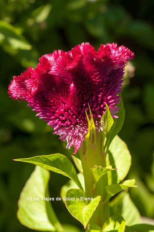 Una de las miles de flores que hay