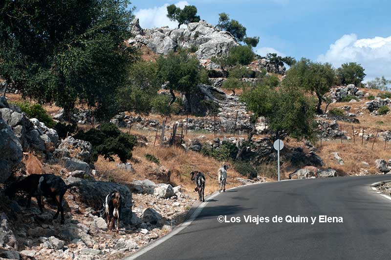 Cabras en la Sierra de Grazalema