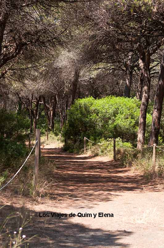 Pineda de Can Camins en el Delta de Llobregat