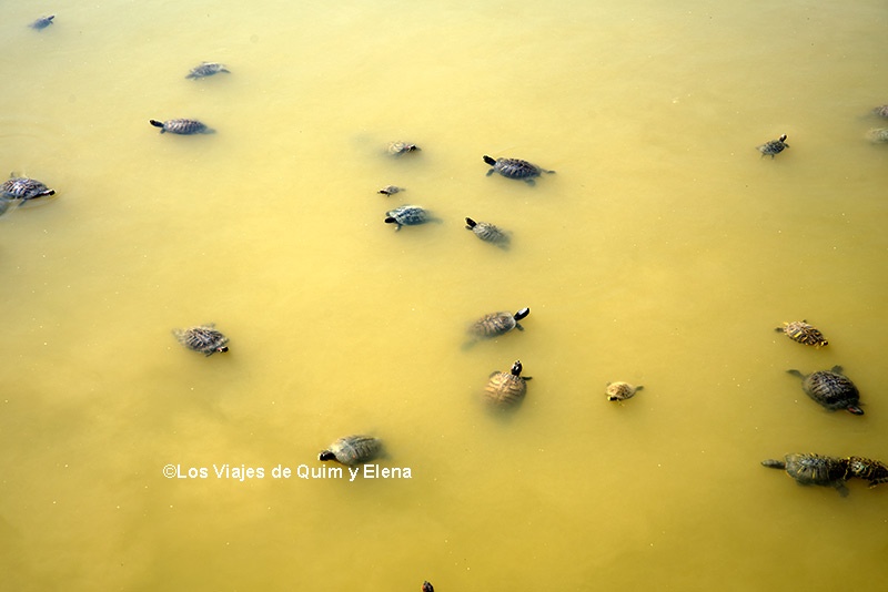 Tortugas en el Delta del Llobregat