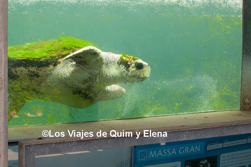 Tortuga en el CRAM