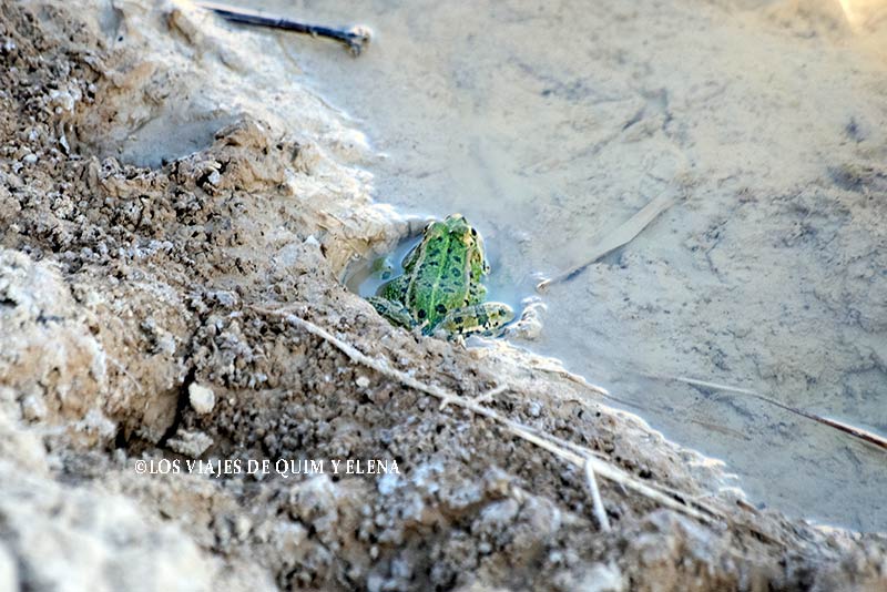 Descubriendo la fauna de las Bardenas Reales con niños