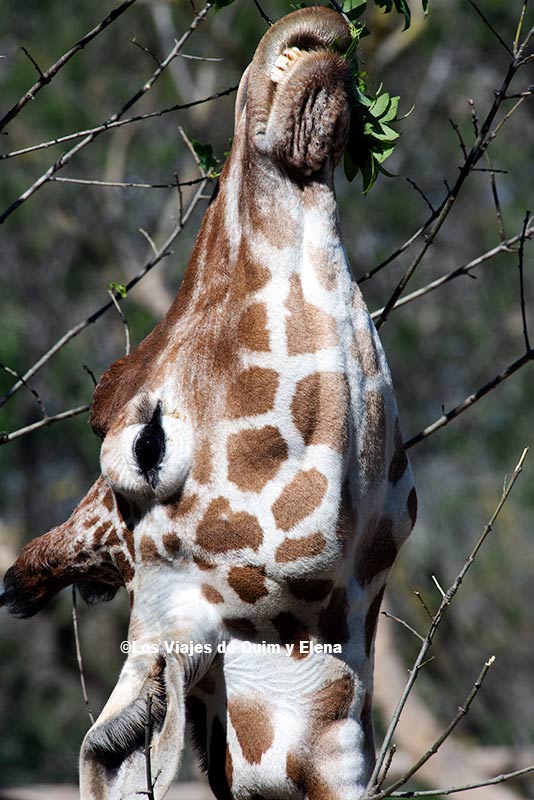 Jirafa comiendo en Francia