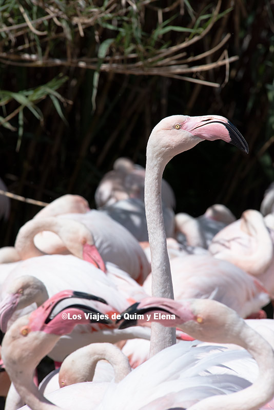 Flamencos en la Reserva Africana de Sigean