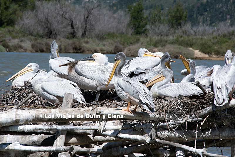 Pelícanos en la Reserva Africana de Sigean
