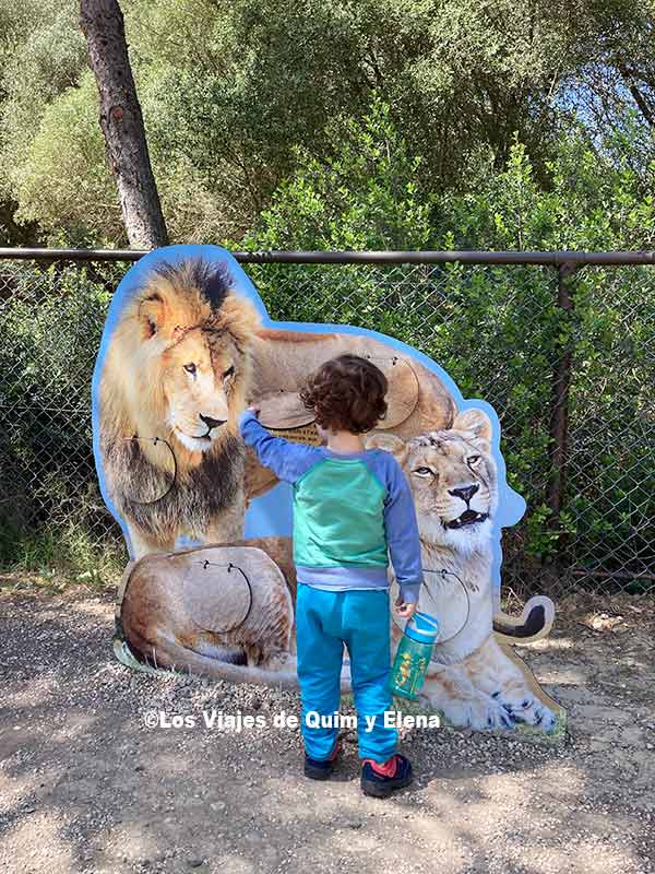 Álex aprendiendo sobre los leones