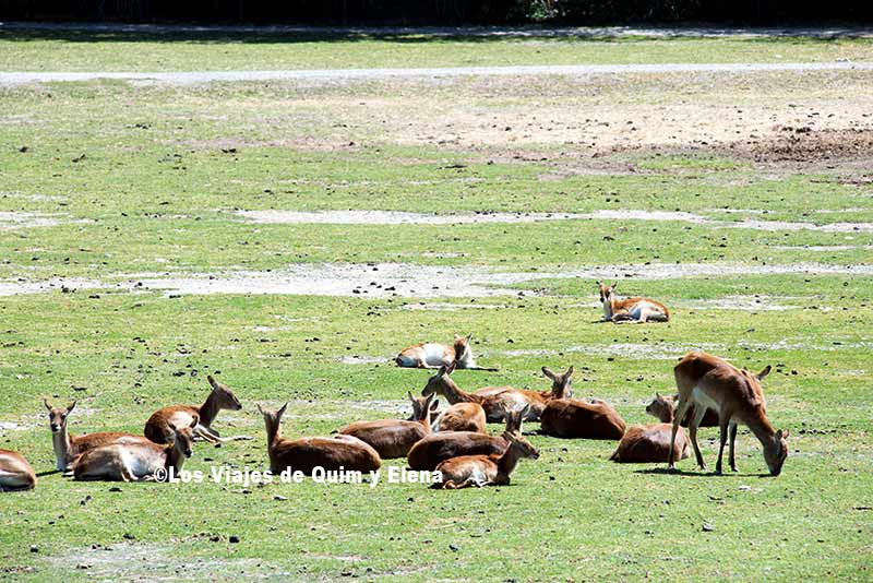 Grandes extensiones para los animales