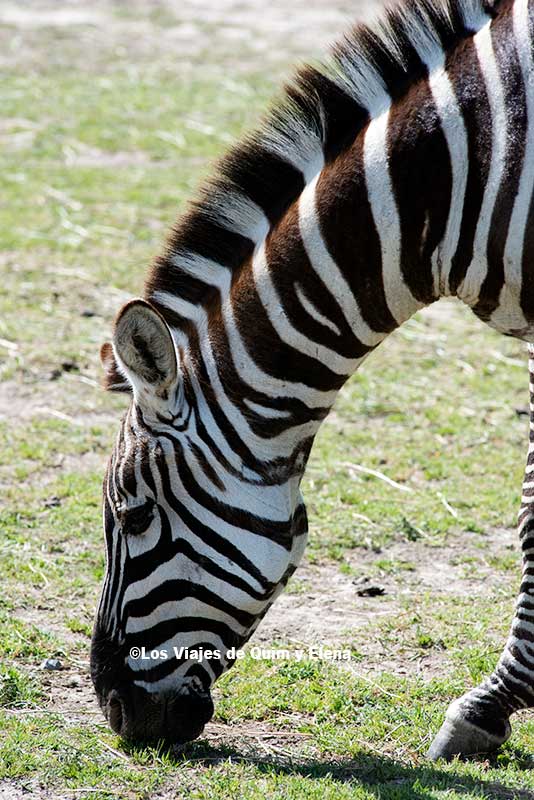Una cebra comiendo en Sigean