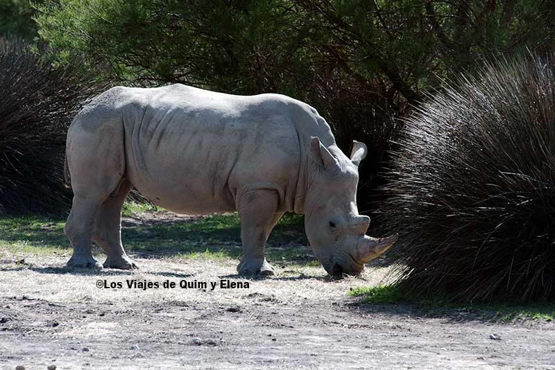 Rinoceronte en la Reserva Africana de Sigean