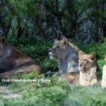 Leones en la Reserva Africana de Sigean