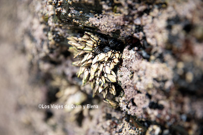Percebes en la Playa de las Catedrales