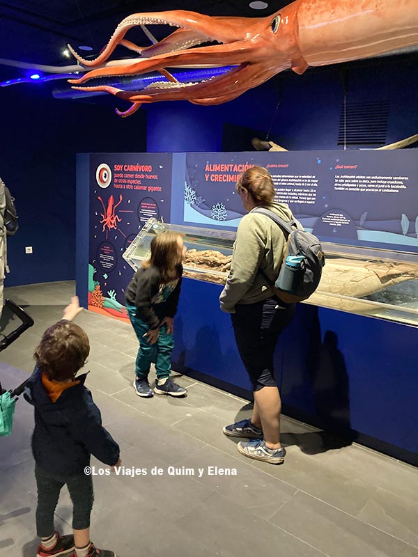 Museo del Calamar Gigante en que ver en Luarca