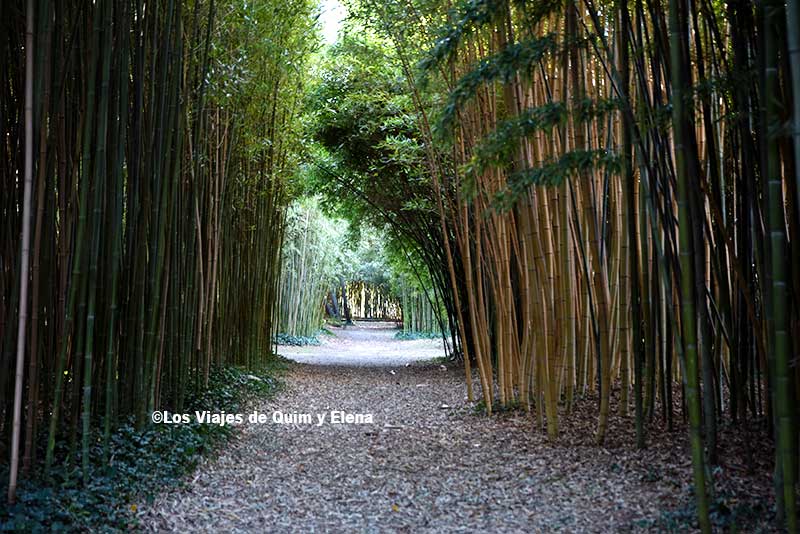 Bosque de bambú en Saint-Cyprien