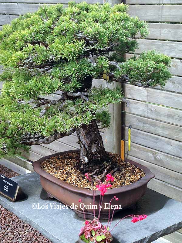 Bonsáis del Jardín Botánico de Barcelona