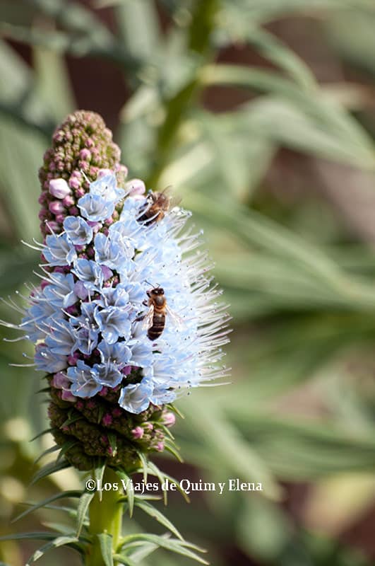 Plumero azul en el jardín