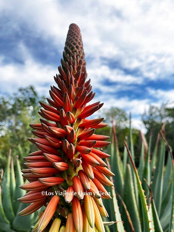 Aloe arbóreo en el Jardín Botánico de Barcelona