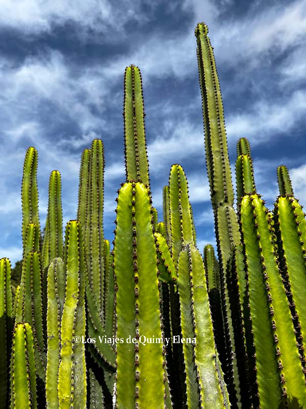 Cactus del Jardín Botánico de Barcelona