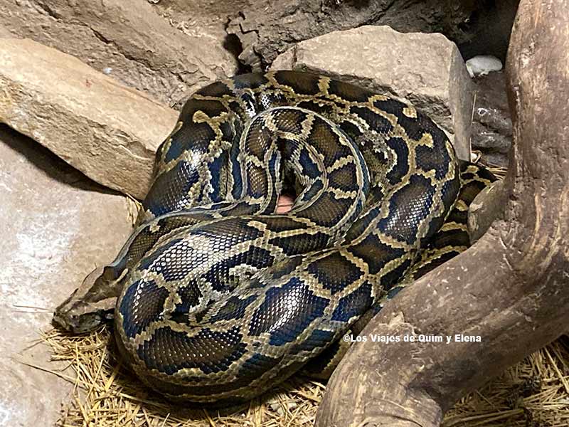Serpiente Pitón