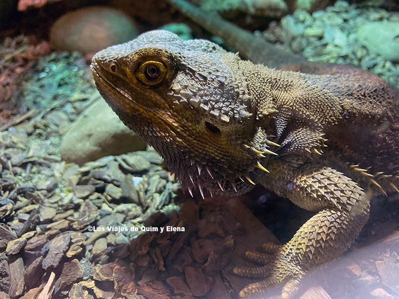 Un lagarto dentro del centro de Masquefa