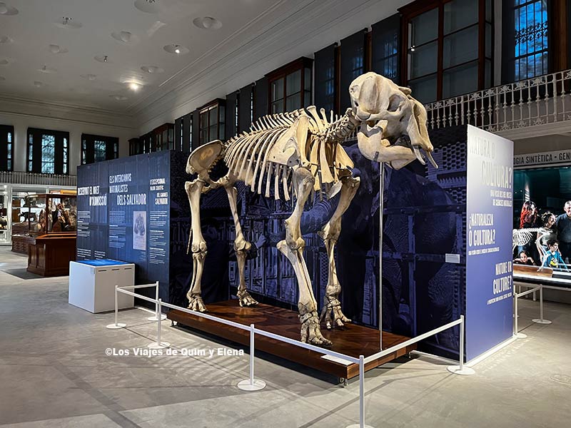Elefante Avi del Museo Martorell