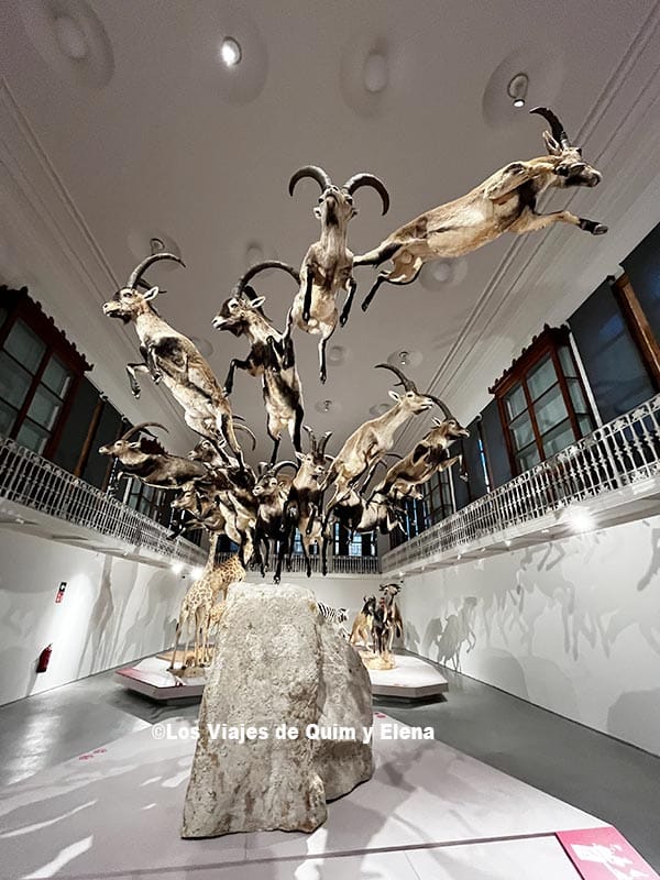Unas cabras en la exposición Wow