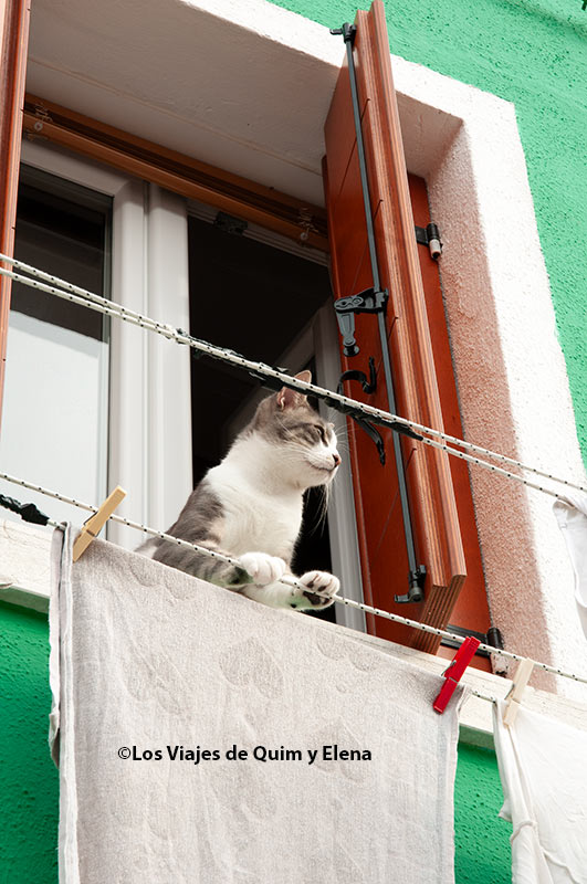 Un gato asomado en Burano