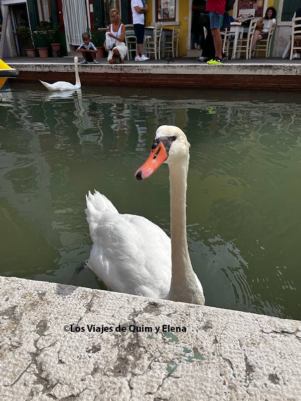 Un cisne en los canales de Burano