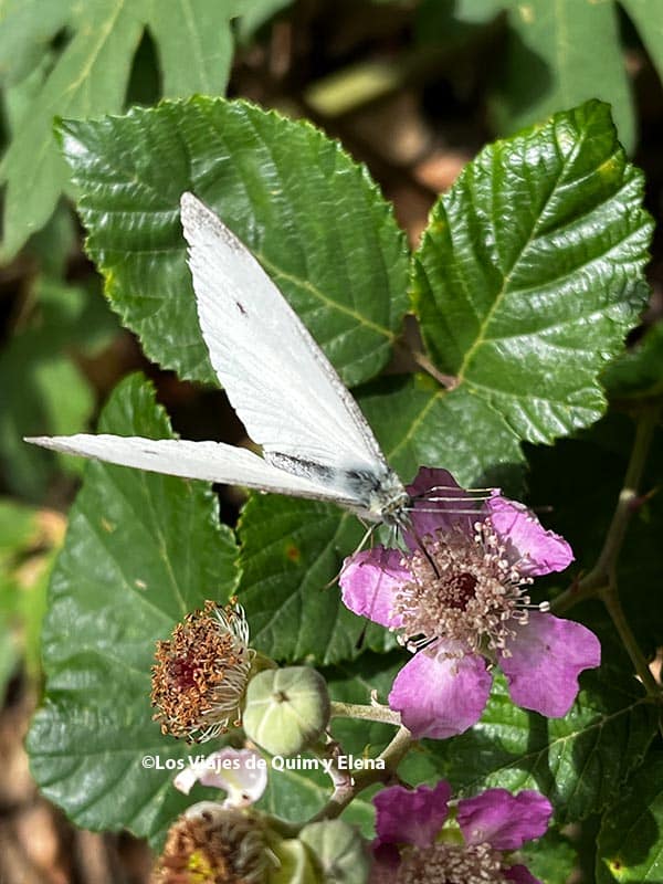 Mariposa en Requesens