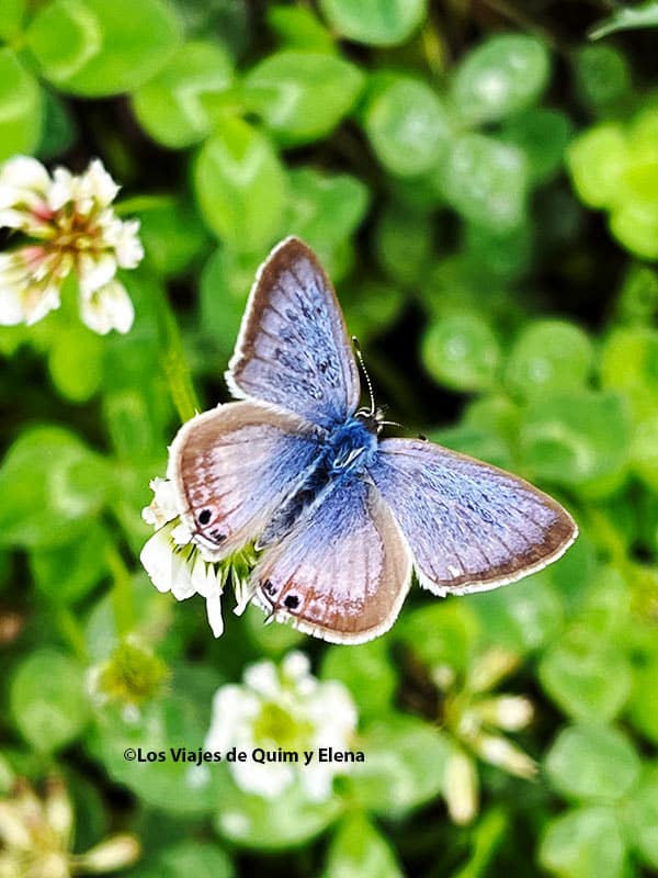 Mariposa en la senda del eucalipto