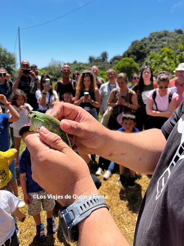 Liberando un reptil
