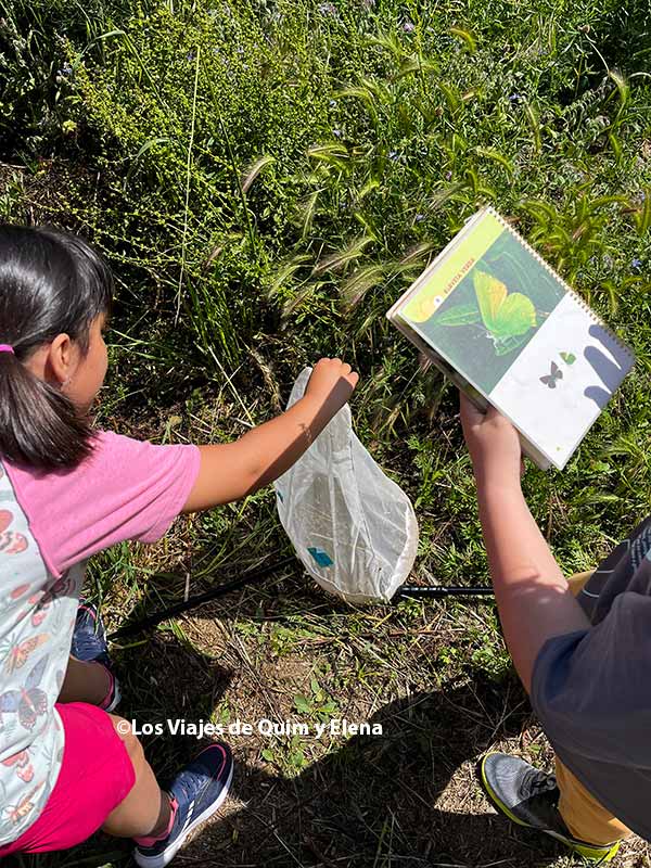 Observación de mariposas