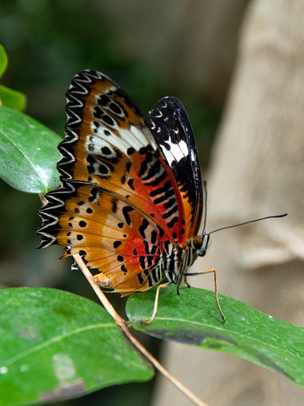 Mariposa Cethosia