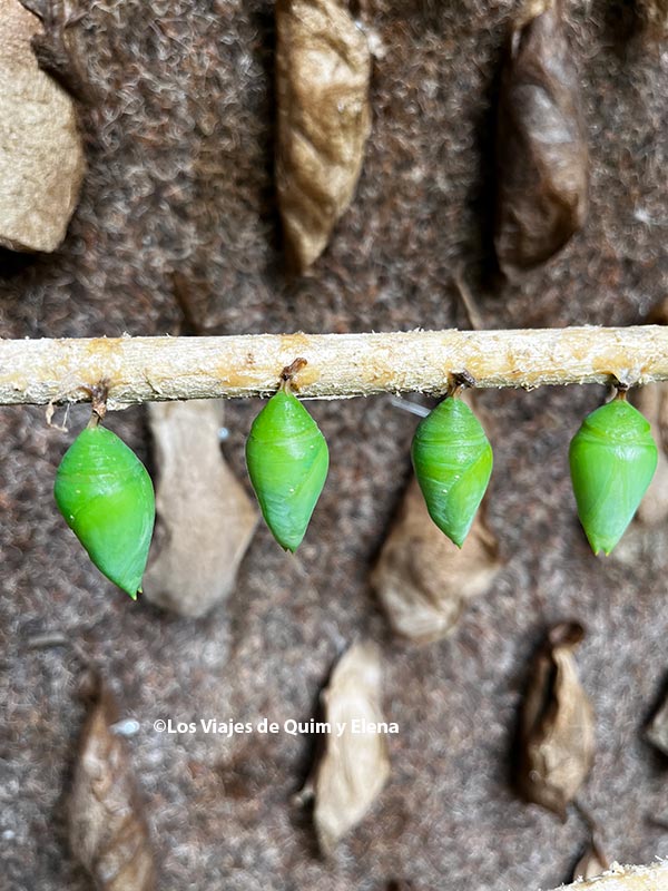 Capullos de mariposa