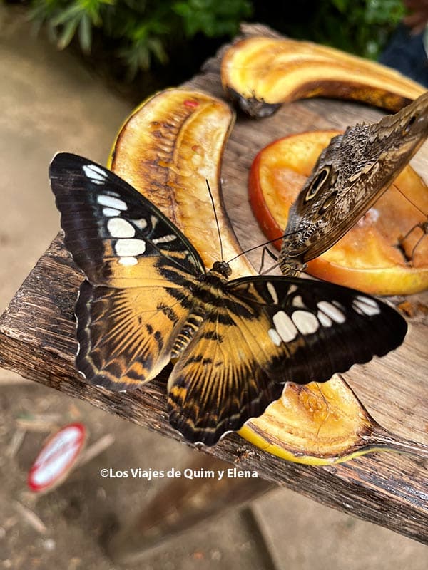 Mariposa Parthenos Sylvia
