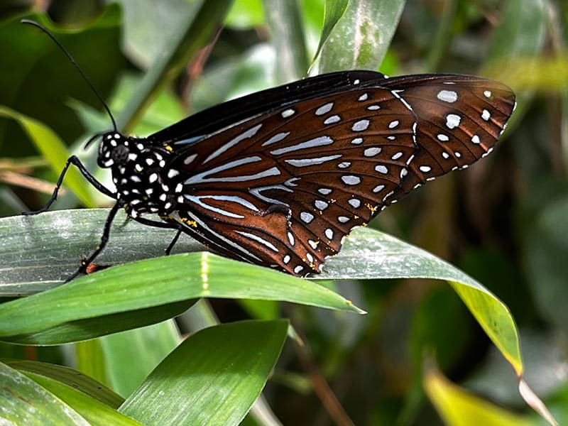 Mariposa Tigre