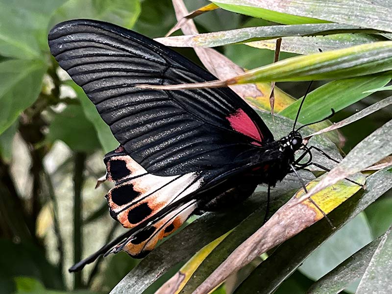 Mariposa golondrina
