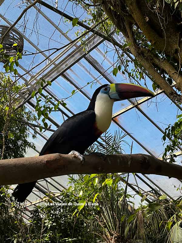 Tucán en Butterfly Park
