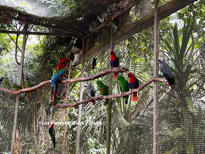 Varios loros observando a los visitantes